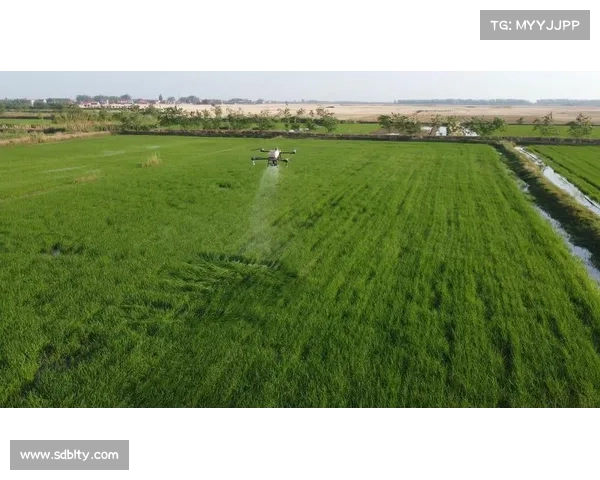 大路镇赛区引入无人机直播 高空镜头呈现黄河稻田美景